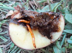 Як позбутися від дротяників на картоплі: методи боротьби, відео поради