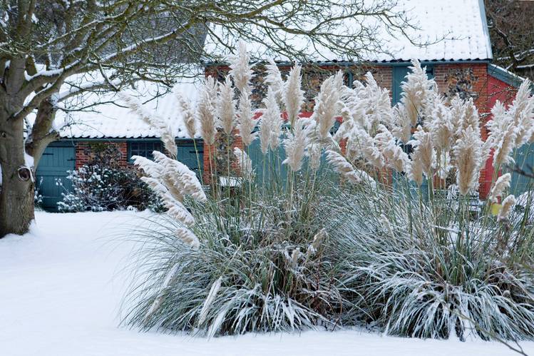 Пампасний трава – кортадерия: види, посадка і догляд Пампасний трава – кортадерия: види, посадка і догляд