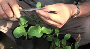 Щеплення кавуна на гарбуз – відео