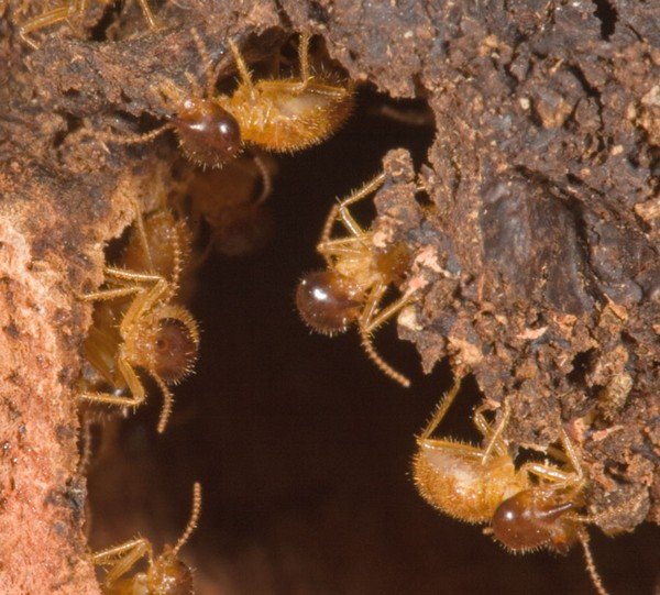 Термітник і уклад життя його мешканців