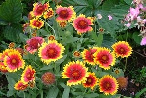 Низькорослі багаторічники цвітуть усе літо — фото з назвами