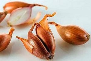 Дивовижний овоч цибуля шалот — правила догляду та вирощування