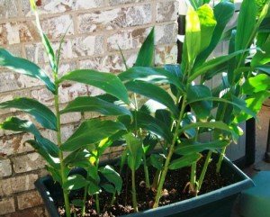 Вирощування імбиру в домашніх умовах: особливості посадки, догляду і зберігання, фото і відео