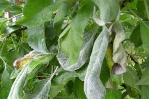 Хвороби та шкідники яблунь: методи боротьби і фото