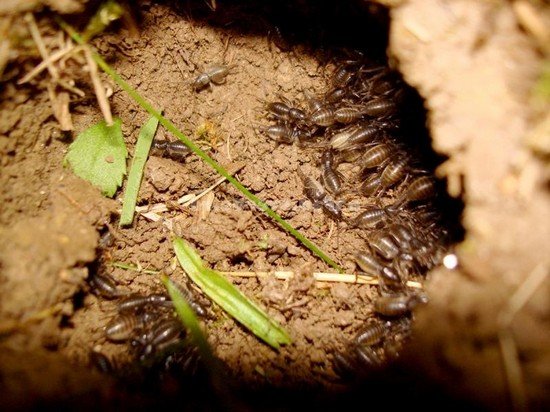 Личинка капустянки: характеристика й особливості розвитку