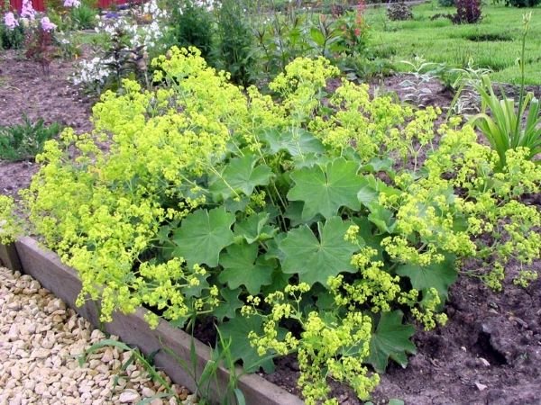 Тіньолюбні садові квіти багаторічники: фото та назви рослин, поради по догляду