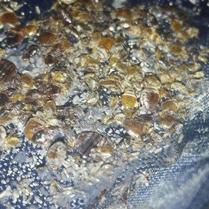 При якій температурі гинуть клопи і личинки