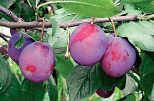 Самоплідна слива сорту Угорка: опис різновидів Білоруська, Корнеевская та інших