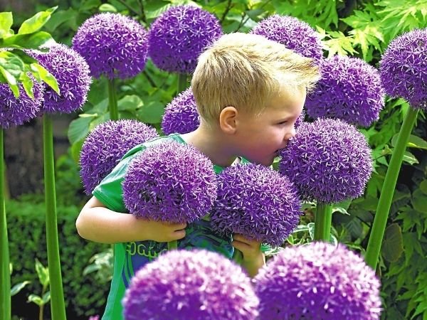 Високорослі багаторічні садові квіти: фото та назви рослин, поради по догляду