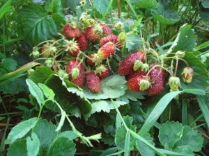 Полуниця «Купчиха»: переваги види, характеристика, особливості розведення та догляду