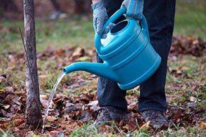 Садимо грушу в саду: вибір саджанців, догляд і обрізка дерева
