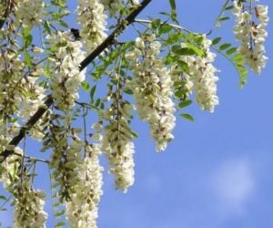 Біла акація: загальний опис рослини, фото і рекомендації по розведенню