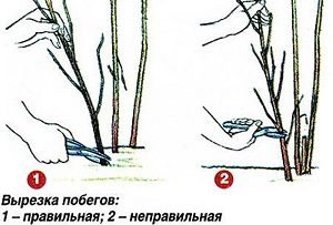 Як здійснюється обрізка малини восени: поради для початківців