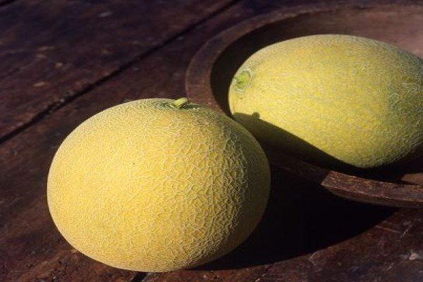 Вирощування дині в відкритому грунті Чорноземя: кращі сорти, посадка насіння і рекомендації по догляду