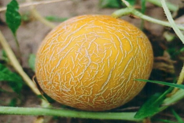 Все про дині і навіть більше: опис, властивості, склад, многоообразие сортів та їх особливості