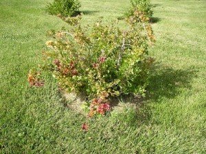 Посадка агрусу навесні — як і в якому місяці правильно садити?