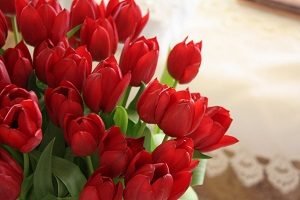 Якого кольору бувають тюльпани: назви й фото сортів від звичного червоного до рідкісного чорного