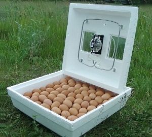 Опис інкубатора «Попелюшка»: принцип роботи і технічні характеристики