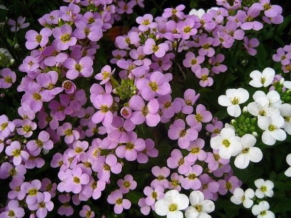 Грунтопокривні багаторічні садові квіти: фото та назви рослин, поради по догляду