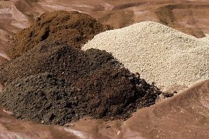 Монтбреция – шафрановий аромат або невизнаний гладіолус