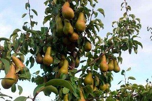 Найпопулярніший європейський сорт груші — Конференція: повний огляд