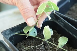 Барвінок — посадка й догляд у відкритому грунті