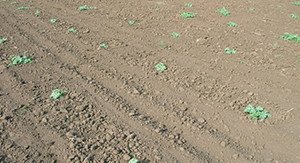 Як виростити кавун в Ленінградській області: поради по вирощую розсади і вибір місця для посадки