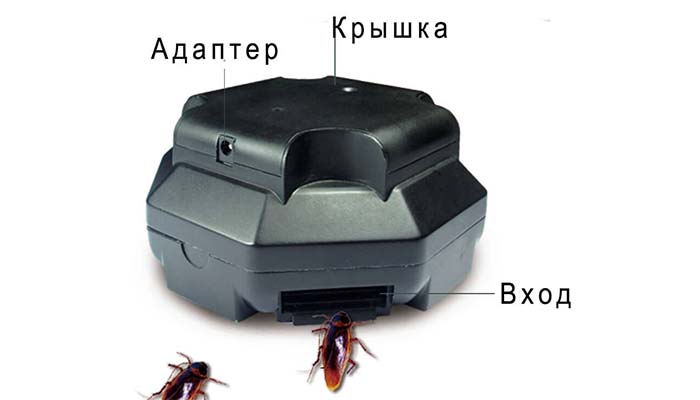 Пастки для тарганів найефективніші: як вони працюють