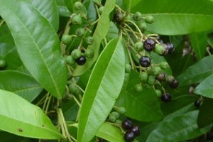 Перець Чорний горошок — вирощування з насіння