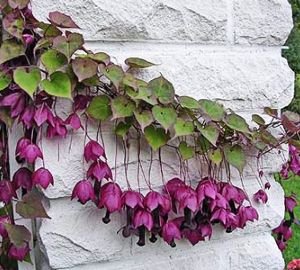 Вюни багаторічники — фото та назви витких рослин для саду