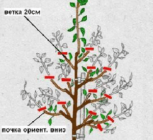 Схеми правильного обрізання сливи: весняна, літня і осіння обрізки