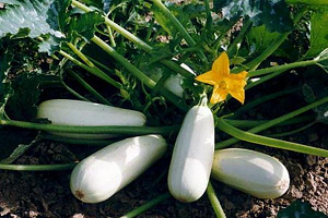 Як не заплутатися в різноманітності видів кабачків