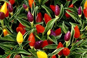 Маленьке диво у вас вдома: особливості посадки декоративного перцю і опис сортів