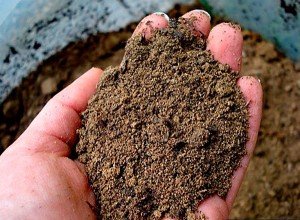 Багаторічники, квітучі восени: різновиди, особливості догляду, фото з назвами і відео