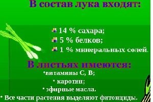 Дивовижний овоч цибуля шалот — правила догляду та вирощування