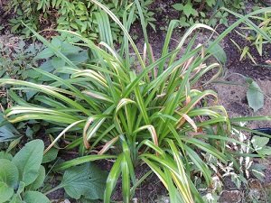 Вирощування лілійників у відкритому грунті: посадка й догляд, види, сорти, фото і відео