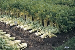 Селера черешкова: агротехніка вирощування і деякі особливості догляду