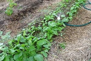 Ріпа: посадка і догляд у відритому грунті