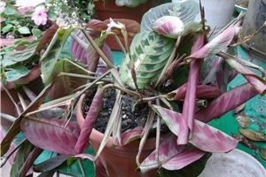 Вирощування ніжною тропічної маранти в домашніх умовах