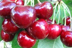 Особливості сорту вишні Ревна: опис, правила посадки та догляду