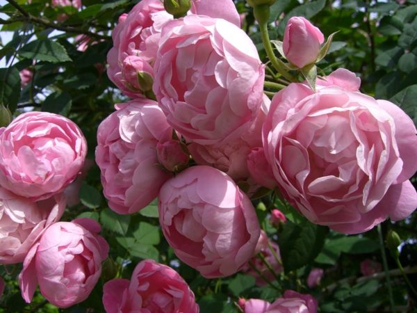 Англійські троянди Девіда Остіна: особливості догляду та умови вирощування, огляд і фотогалерея сортів