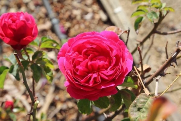 Англійські троянди Девіда Остіна: особливості догляду та умови вирощування, огляд і фотогалерея сортів