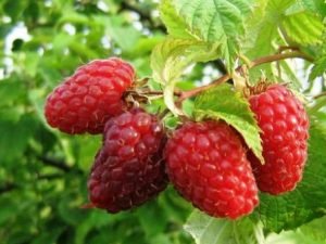 Малина: найпопулярніші сорти з описом і барвистими фотографіями