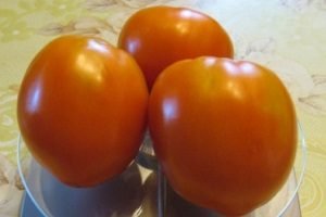 Томат Ведмедик Клишоногий — характеристика та опис сорту, відгуки