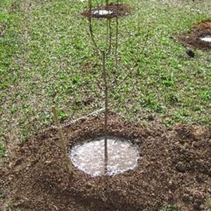 Як виростити вишню з кісточки в домашніх умовах