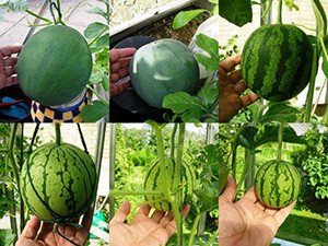 Як виростити кавун в домашніх умовах: правила висаджування і догляд за рослиною