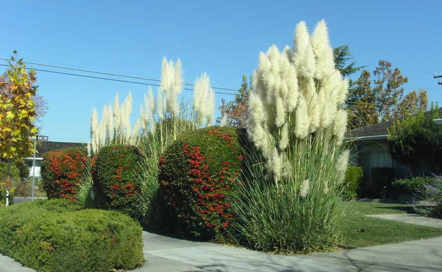 Пампасний трава – кортадерия: види, посадка і догляд Пампасний трава – кортадерия: види, посадка і догляд