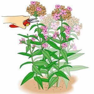 Багаторічні флокси: особливості посадки і правила догляду, вирощування з насіння, фото і відео