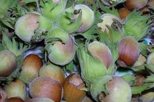 Як виглядає ліщина: фото дерева і листя, опис і особливості агротехніки