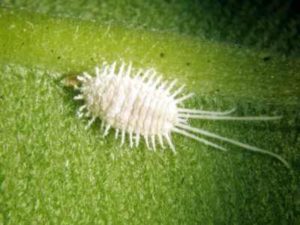 Основні секрети вирощування та догляду за гиппеаструмом